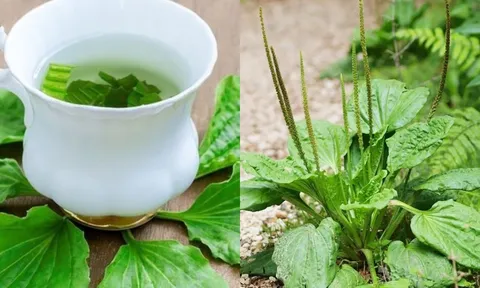 Loại cây mọc dại cho không ai lấy hóa ra lại tốt như 'tiên dược', nhiều người không biết để dùng