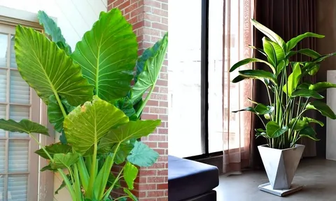Vì sao người giàu chỉ trồng cây lá lớn trong nhà, biết lý do ai cũng muốn đổi cây liền