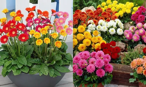 Muốn hoa nở đúng dịp Tết, ngay bây giờ hãy trồng 3 loại hoa này vừa đẹp vừa rước tài lộc vào nhà