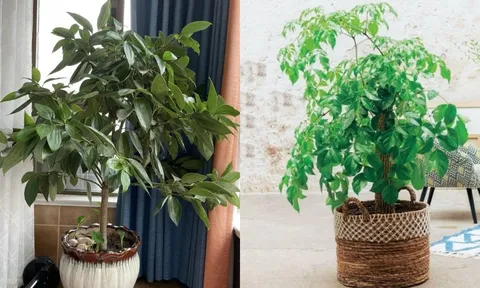 Đặt 2 loại cây này trong phòng khách giúp gia chủ hút tài lộc, hạnh phúc viên mãn