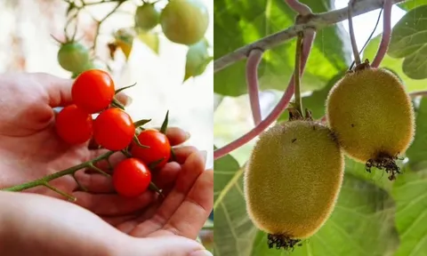 Muốn 'khỏe như Thánh Gióng' suốt mùa đông đừng bỏ qua 10 loại trái cây và rau củ này
