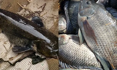 2 loại cá bán tràn lan ngoài chợ, đừng ham rẻ mà mua kẻo rước bệnh vào người