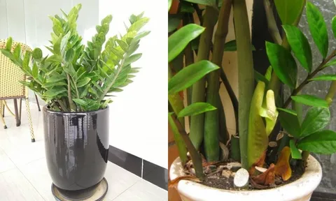 Không phải cứ trồng cây kim tiền là hút tài lộc, người thuộc mệnh này chớ trồng trong nhà kẻo gặp vận đen