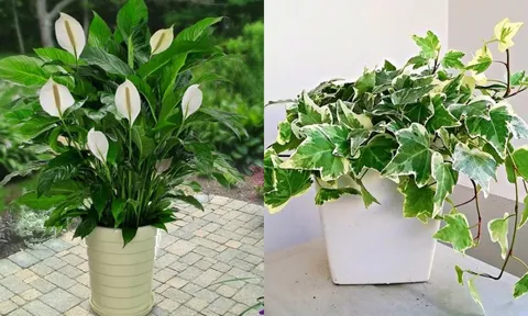 4 loại cây nên trồng trong nhà vào mùa đông vừa may mắn lại ngăn ngừa ẩm mốc