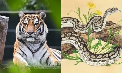 Sau ngày 5/1, 2 con giáp được quý nhân phù trợ, tiền tiêu không hết, 1 tuổi lận đận chưa thể thoát nghèo
