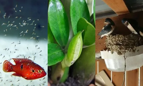 Thấy trong nhà xuất hiện 6 điều này, gia chủ chuẩn bị 'túi ba gang' đựng tiền vì sắp có thần tài gõ cửa