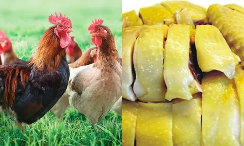 1 bộ phận bên trong không phải con gà nào cũng có nhiều người bỏ đi hóa ra lại rất bổ dưỡng