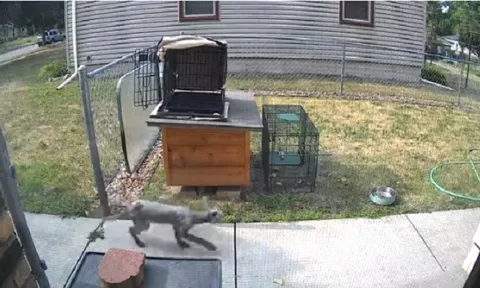 Camera ghi lại khoảnh khắc xuất hiện một con vật bí ẩn không lông vô cùng thông minh khiến chủ nhà sững sờ