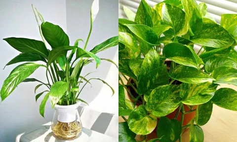 Top 4 loại cây phong thủy để bàn làm việc thu hút may mắn trong năm 2024
