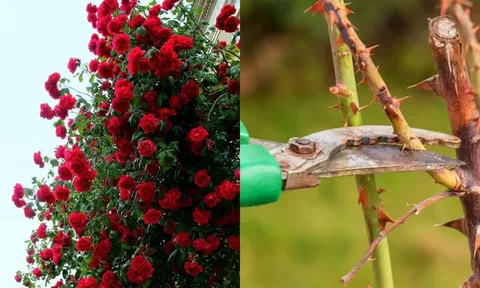 Mách bạn phương pháp cắt tỉa hoa hồng đơn giản đảm bảo ra hoa cực đẹp 