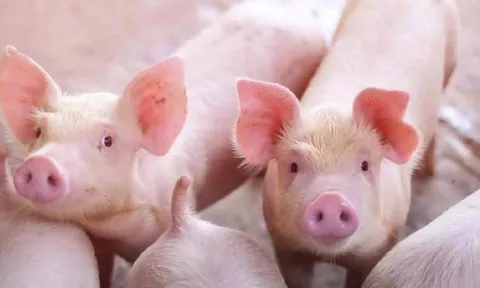 Giá heo hơi hôm nay 13/6: Thị trường bình chân, không có quá nhiều biển động
