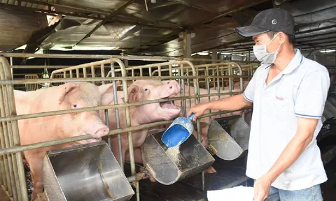 Giá heo hơi hôm nay 14/6: Nhiều địa phương tăng giá nhẹ