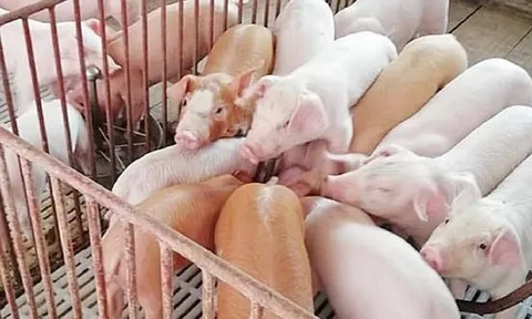 Giá heo hơi hôm nay 17/6: Tăng mạnh giúp người chăn nuôi có lãi?