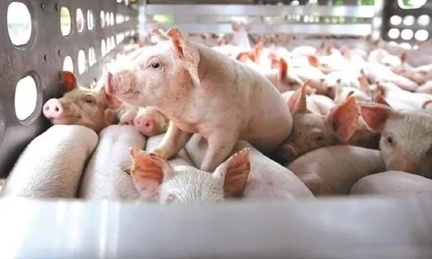 Giá heo hơi hôm nay 21/6: Đi ngang ở miền Bắc, tăng nhẹ ở một số nơi