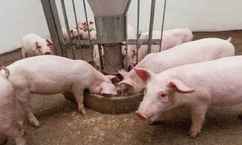 Giá heo hơi hôm nay 23/6: Nhiều khu vực sắp chạm ngưỡng 65.000 đồng/kg