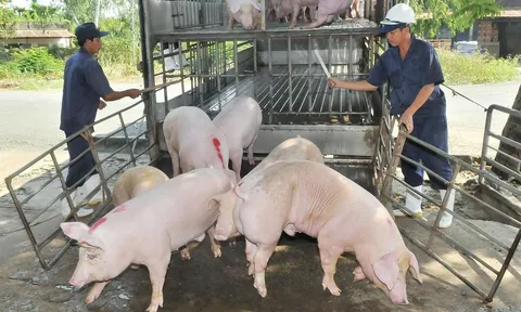 Giá heo hơi hôm nay 5/7: Dự kiến đi ngang sau ngày tăng nhẹ