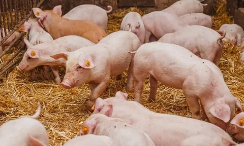 Giá heo hơi hôm nay 7/7: Dự kiến đi ngang sau ngày tăng giá mạnh