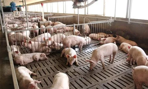 Giá heo hơi hôm nay 8/7: Đi ngang sau tuần tăng giá mạnh