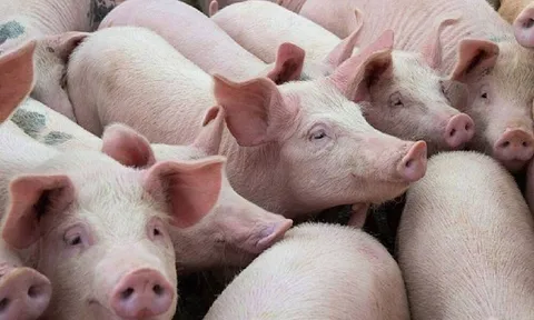 Giá heo hơi hôm nay 11/7: Tăng nhẹ sau ngày chững giá