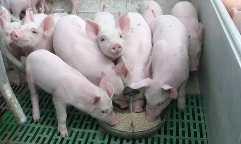 Giá heo hơi hôm nay 13/7: Có thể tăng nhẹ sau nhiều người giữ giá?