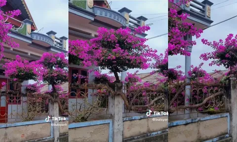 Choáng ngợp với siêu phẩm hoa giấy đẹp nhất Hải Dương, thân leo quanh nhà, hoa nở quanh năm