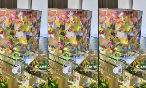 Video: Cách để có 1 bể thuỷ sinh cực ảo, ngắm cá theo một phong cách mới lạ