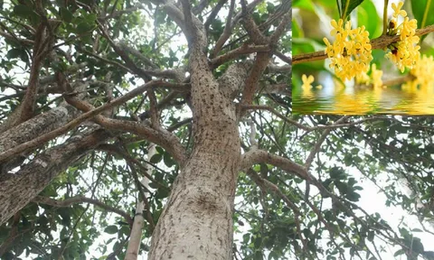 Công dụng thần kỳ của cây mộc hương, ý nghĩa phong thuỷ và cách trồng