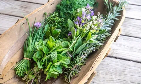 Không chỉ kích thích vị giác, những loại rau thơm này còn có tác dụng chữa bệnh cực tốt