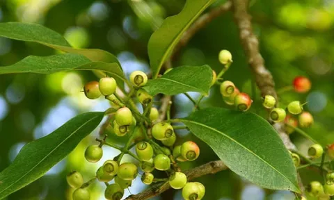 Lá vối vừa tốt đủ thứ vừa giải nhiệt tuyệt vời cho ngày nắng nóng: Có hại thận, yếu sinh lý như lời đồn?