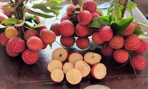 Bộ phận tưởng như vứt đi của quả vải nhưng thực ra lại rất hữu ích