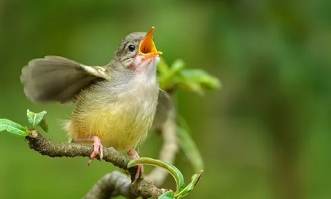 Phát hiện lạc quan: Khả năng hỗ trợ chữa lành đáng chú ý của tiếng chim hót