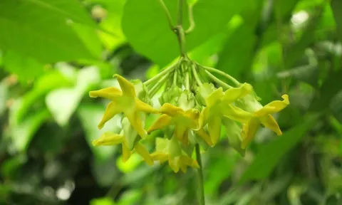 Không chỉ làm cảnh, loại cây đại diện cho tình yêu chung thủy và son sắt còn có công dụng không ngờ
