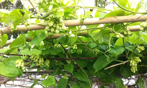 Khám phá ý nghĩa, cách trồng và những món ngon từ hoa thiên lý