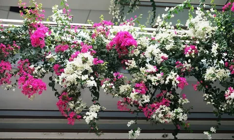 Công dụng tuyệt vời của hoa giấy mà không phải ai cũng biết