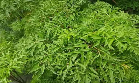 Những công dụng tuyệt vời của lá 'nhân sâm của người nghèo' không phải ai cũng biết