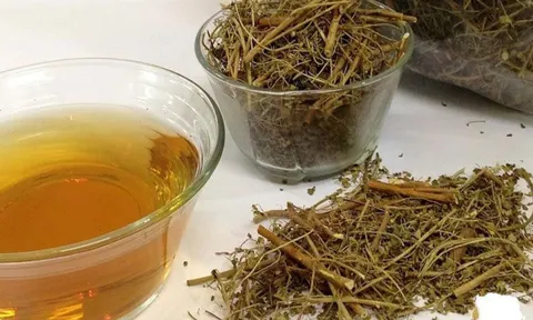 100+ bài thuốc dân gian từ cây mã đề ít người biết