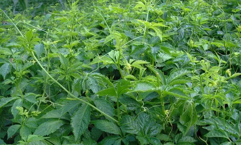100+ bài thuốc chữa bệnh từ giảo cổ lam mà ít người biết
