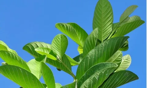 Công dụng của lá ổi? 1001+ bài thuốc từ lá ổi mà không phải ai cũng biết