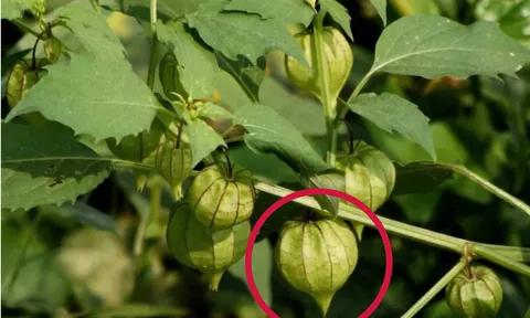 Cây tầm bóp: Công dụng hỗ trợ điều trị bệnh ung thư và những lưu ý phải nằm lòng