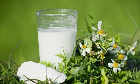 Sắn dây: Ngoài giúp chữa tiểu đường còn là loại cây thuốc Nam với loạt công dụng ít người biết