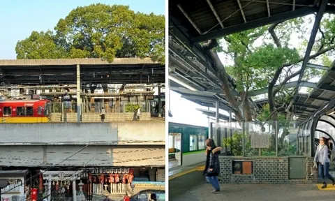 Những sự việc rùng rợn đến ‘kinh người’ khi muốn đốn hạ cây cổ thụ 700 năm tuổi