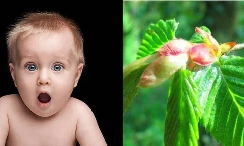 Hé lộ về loại cây có tên 'đứa con duy nhất của Trái Đất', được bảo vệ chặt chẽ 24/24