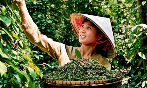 hai ông lớn trên thế giới thu mua số lượng lớn ‘vàng đen’ từ Việt Nam, tạo lợi nhuận siêu khổng lồ