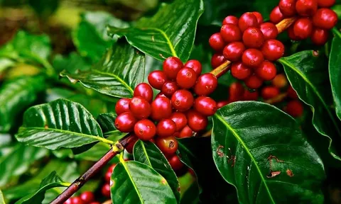 Giá cà phê hôm nay 15/6: Thị trường Tây Nguyên tăng nhẹ, chạm mốc 65.000 đ/kg