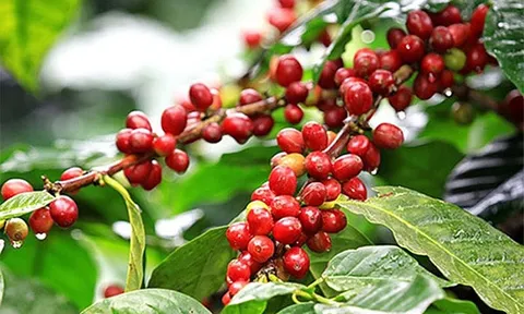 Giá cà phê hôm nay 17/6: Thị trường trong nước bất ngờ quay đầu giảm nhẹ