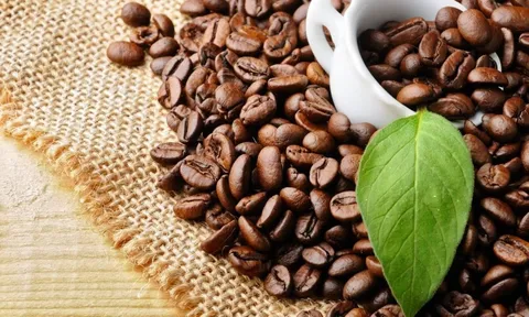 Giá cà phê hôm nay 19/6: Giá cà phê Robusta lập đỉnh mới cả ở trong nước và thế giới