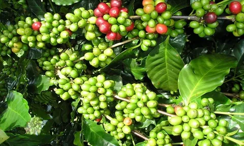 Giá cà phê hôm nay 23/6: Thị trường trong nước tăng nhẹ