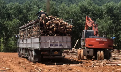 Thừa Thiên Huế:  Chính quyền làm ngơ cho trạm cân thu mua gỗ không phép