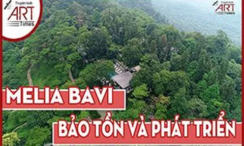 Melia Ba Vì - Bảo tồn để phát triển, phát triển để bảo tồn