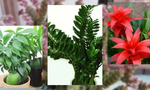 5 loại cây giá vài chục nghìn nhưng giúp chiêu tài, hút lộc, mang lại may mắn cho gia chủ